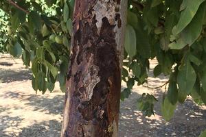 Symptoms of flatheaded borer infestation shown on this walnut tree trunk are wounds oozing brown sap from under the bark. Credit: Jhalendra Rijal, UC IPM. Copyright 2022 Regents of the University of California. Photo by: Jhalendra Rijal, UC IPM. Copyright 2022 Regents of the University of California.