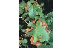 Leaf margins of a red grape variety turn red and then brown when affected by Pierce's disease in late summer and fall. Credit: Jack Kelly Clark, UC IPM. Copyright 2022 Regents of the University of California. Photo by: Jack Kelly Clark, UC IPM. Copyright 2022 Regents of the University of California.