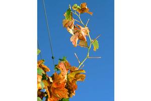 Pierce's disease causes petioles of leaves to remain attached to canes after leaf fall. Credit: Jack Kelly Clark, UC IPM. Copyright 2022 Regents of the University of California. Photo by: Jack Kelly Clark, UC IPM. Copyright 2022 Regents of the University of California.