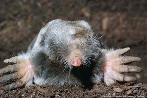 An adult mole peeks out from a burrow opening. Are you observing mole damage or mounds? Credit: Jerry P. Clark. Photo by: Jerry P. Clark.