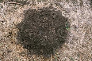 A sign that you have moles is a mound of dirt pushed up to the surface from below. Looking from above, the margin is circular, as compared to the mounds made by pocket gophers, which tend to be crescent-shaped. Credit: Larry L. Strand, UC IPM. Copyright 2022 Regents of the University of California. Photo by: Larry L. Strand, UC IPM. Copyright 2022 Regents of the University of California.