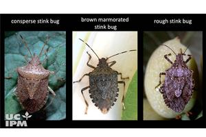 Not only does brown marmorated stink bug feeding damage resemble feeding damage caused by other bugs, the brown marmorated stink bug can look very similar to other stink bugs as well. From video Brown Marmorated Stink Bug (BMSB): Identification and Monitoring in Almond Orchards. 