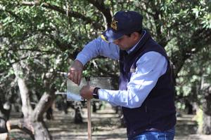 Sticky traps can be used to monitor for brown marmorated sting bug in orchards. Rijal attaches a clear sticky panel trap to the top of wooden stake to trap for brown marmorated stink bug. Credit: Petr Kosina, UC IPM. Copyright 2022 Regents of the University of California. Photo by: Petr Kosina, UC IPM. Copyright 2022 Regents of the University of California.
