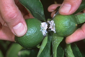 Once established, citrus mealybug is hard to control. It is sneaky and hides in the navel, on the stem, and in clusters of fruit. Credit: David Rosen, UC IPM. Copyright 2005 Regents of the University of California. 