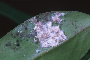 Citrus mealybug damages the tree when feeding. In addition, the sooty mold that grows on the pests' excrement blocks photosynthesis and contaminates fruit. Credit: Jack Kelly Clark, UC IPM. Copyright 2000 Regents of the University of California. 