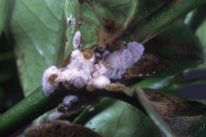 Blackish sooty mold on leaves. Credit: David Rosen, UC IPM. Copyright 2007 Regents of the University of California. 