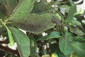 Blackish sooty mold on leaves. Credit: David Rosen, UC IPM. Copyright 2007 Regents of the University of California. 