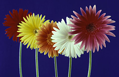 Gerbera flowers