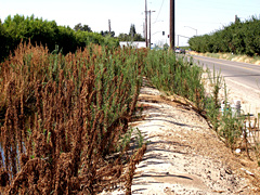 Herbicide resistant horseweed