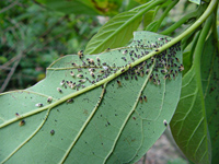 Avocado Lace Bug