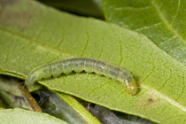 Light brown apple moth larva