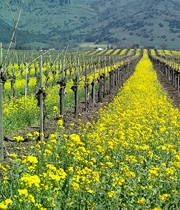 Mustard cover crop in a vineyard