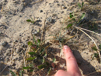 Native annual desert pincushion, Chaenactis stevioides, surrounded by Sahara mustard seedlings.