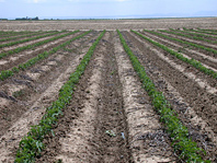 Irrigation of a tomato field