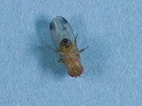 spotted wing drosophila