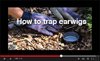 How to trap earwigs video