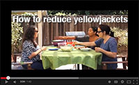 How to reduce yellowjackets in your yard