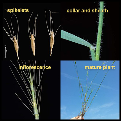 Life stages of Barb Goatgrass