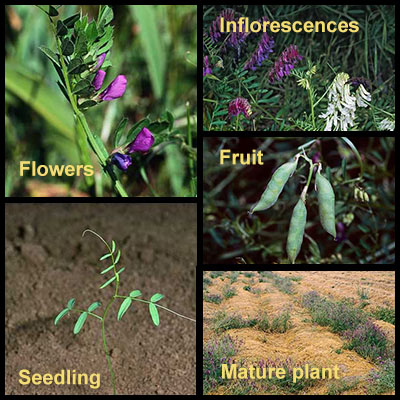 Life stages of Vetch