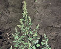 Common lambsquarters