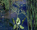 Common water plantain