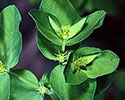 Petty spurge