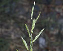 Prairie cupgrass