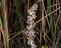 Purple cudweed