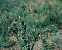 Slenderflower Thistle