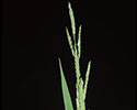 Southwestern cupgrass