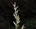 Tall fescue