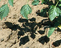 Tomatillo groundcherry