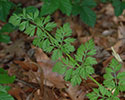 Wild carrot