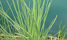 Grasslike broadleaf weeds