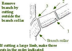 Pruning cuts