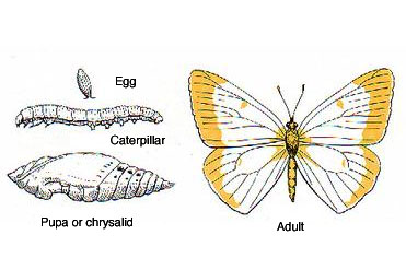 Stages of development for typical moth or butterfly