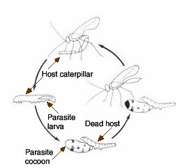 Life cycle of a Hyposoter parasite