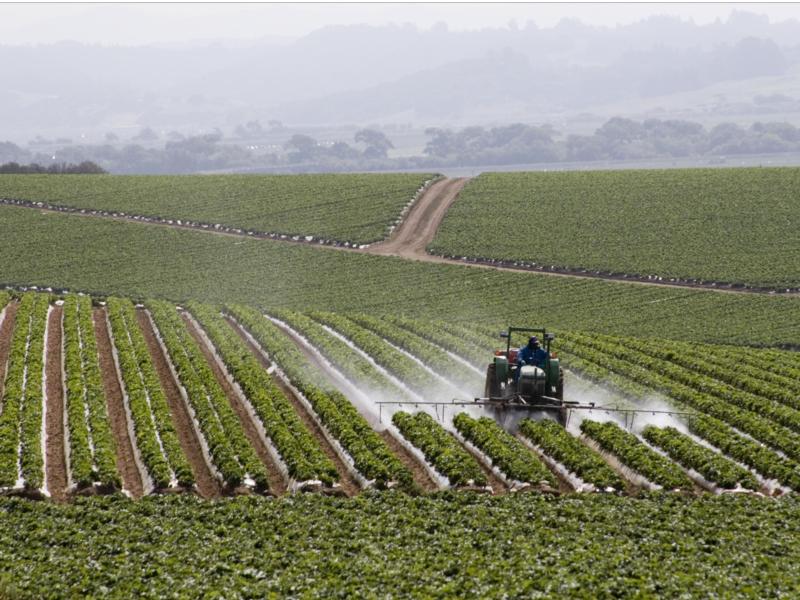 Tractor-mounted spray rig applying pesticide to strawberries.