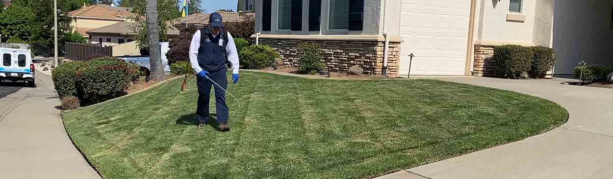 Man spraying a pesticide on a green lawn next to a concrete driveway and sidewalk with a house in the background.