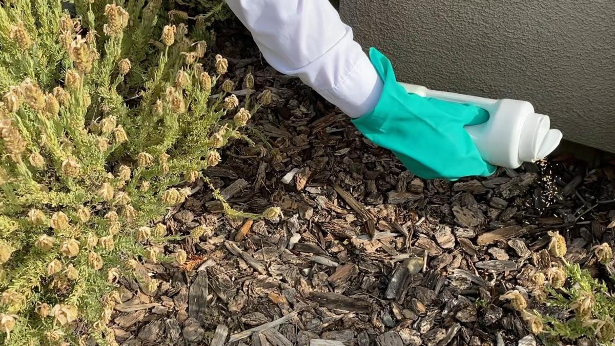 Gloved hand sprinkling bait onto wood mulch next to a house.