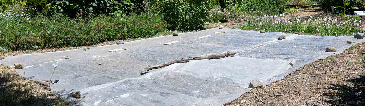 White opague plastic tarp placed over garden bed for solarizing.