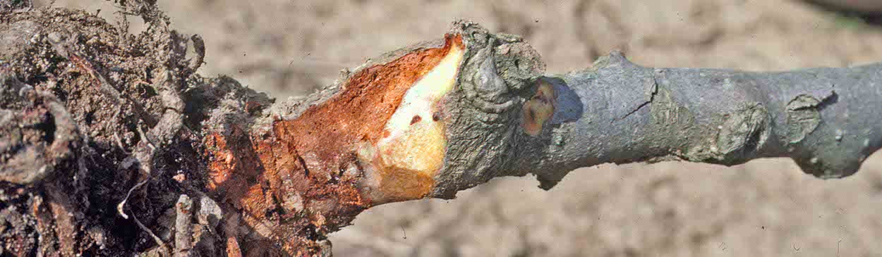 Discolored wood of kiwi vine damaged by Phytophthora spp.; Yuba/Sutter