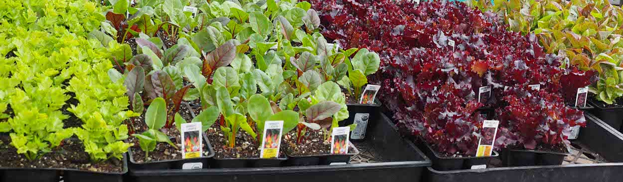 Flats of green and purple chard with bareroot trees behind them. Davis, CA