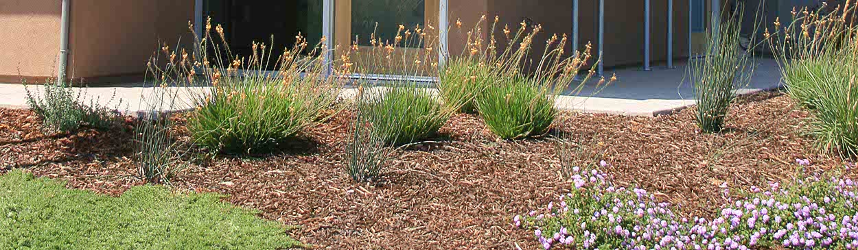 Live-work building surrounded by mulched landscaping bed; Davis, CA