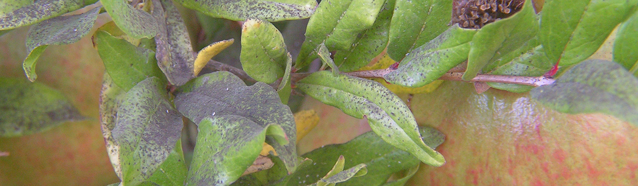 Pomegranate leaves and fruit covered with sooty mold that is growing on honeydew produced by cotton aphids (melon aphids), Aphis gossypii.