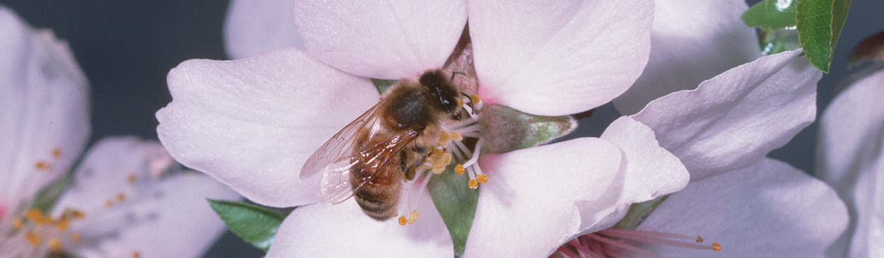 Honey bee on an almond blossom.