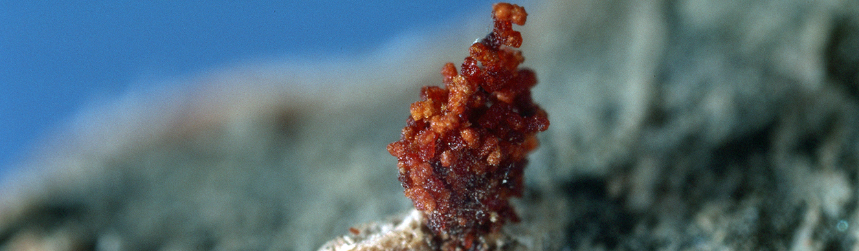 Pile of frass (excrement) at the entrance to a hibernaculum (overwintering shelter) of a larva of peach twig borer, <i>Anarsia lineatella</i>.