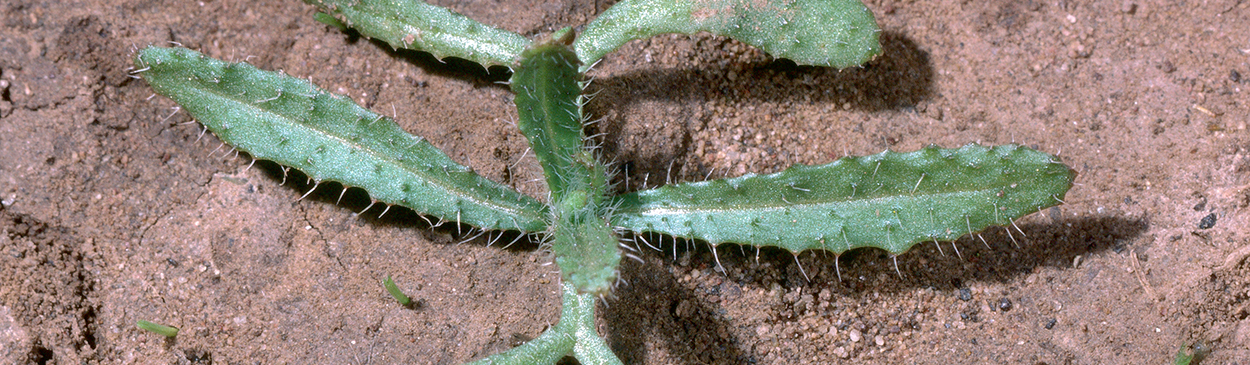 Seedling of common fiddleneck, coast fiddleneck