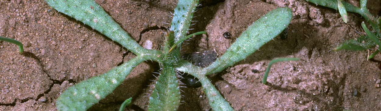 Seedling of common fiddleneck, coast fiddleneck