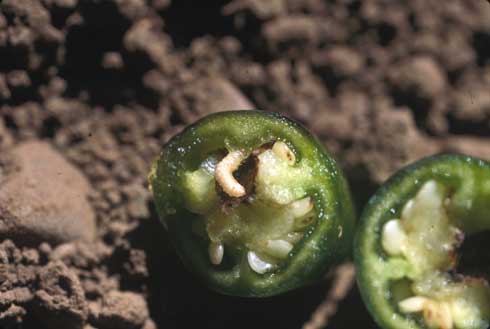 Pepper weevil larva feeding in a pepper fruit.